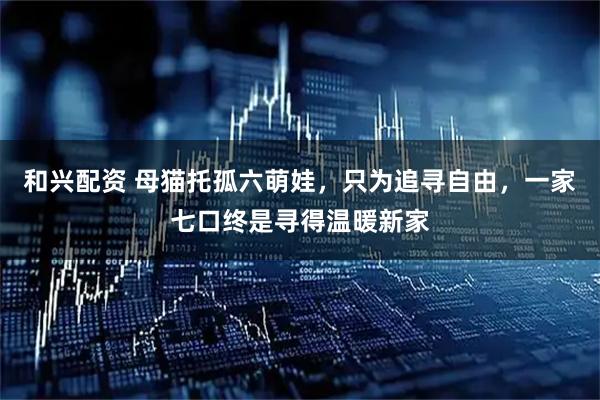 和兴配资 母猫托孤六萌娃，只为追寻自由，一家七口终是寻得温暖新家